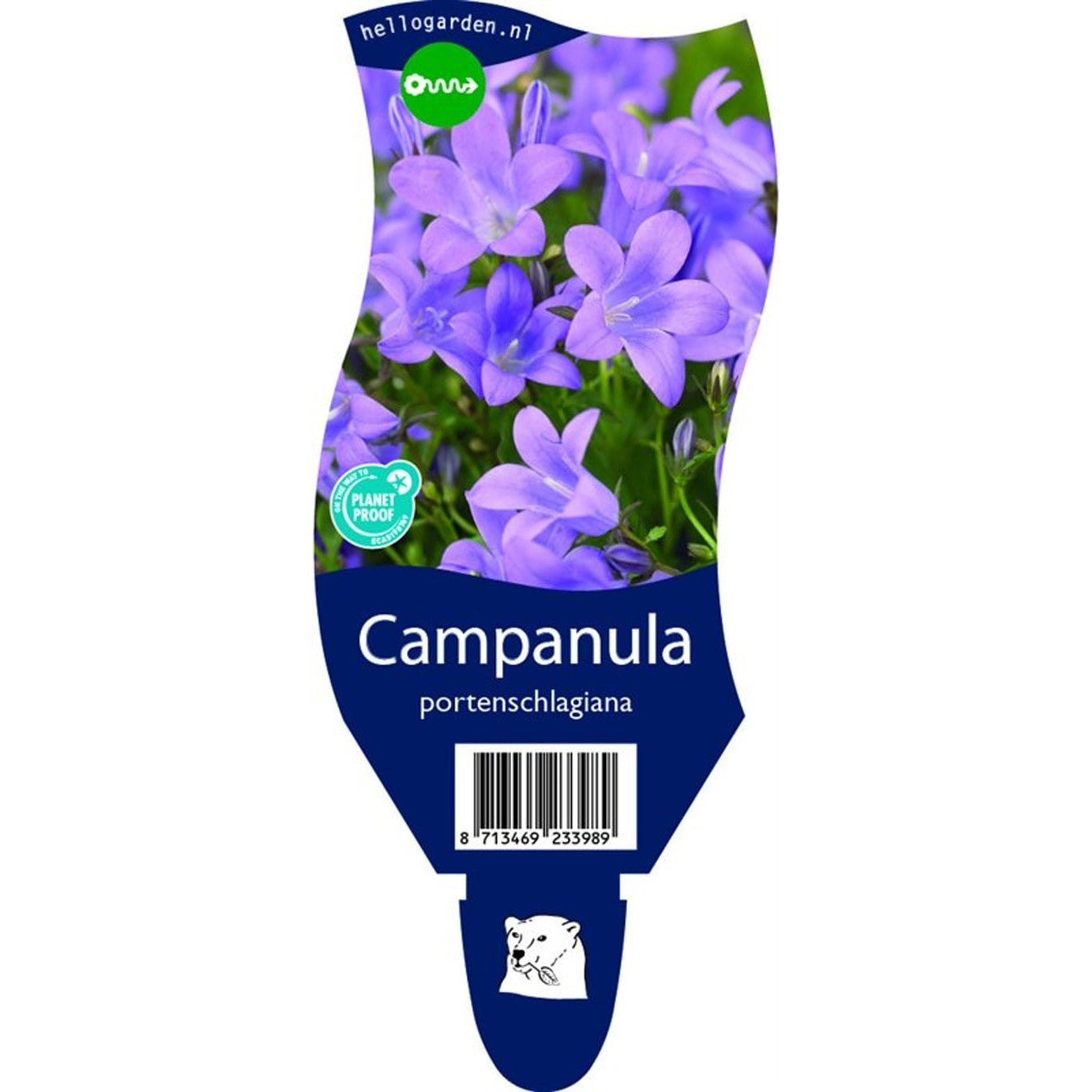 Klintklocka – Campanula portenschlagiana - P11